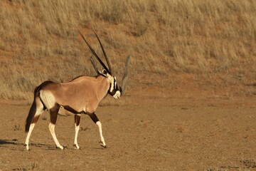 The gemsbok or gemsbuck (Oryx gazella) standing on the sand with sand in the background.