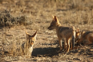 Black-backed jackal (Canis mesomelas) puppies playing in the dry grass in morning sun. Awaiting for mother.