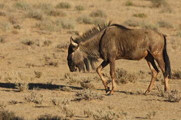 Obraz na płótnie Canvas A blue wildebeest (Connochaetes taurinus) calmly walking in dry grassland on red sand in Kalahari desert.