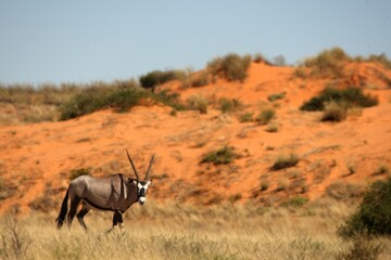 The gemsbok or gemsbuck (Oryx gazella) standing on the sand with sand in the background.