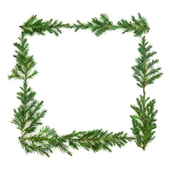 Juniper fir leaf border  and green wreath on white background with copy space. Juniperis chinensis.