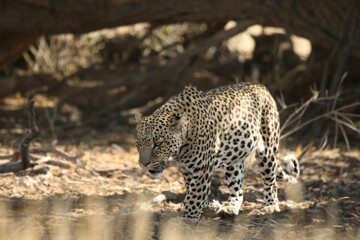 Fototapeta na wymiar The African leopard (Panthera pardus pardus) after hunt have a rest in the shade in dry sand in Kalahari desert. 