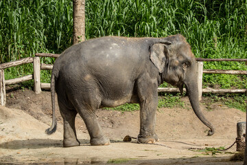 Naklejka premium Asian elephant