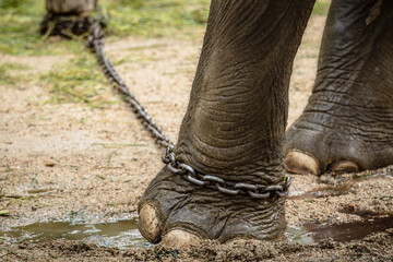 close up elephant with legs in a chains