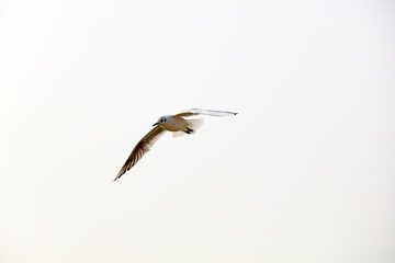 Seagulls fly in the sky