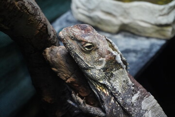 Frilled neck lizard