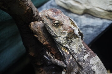 Frilled neck lizard