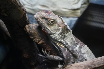 Fototapeta premium Frilled neck lizard