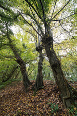 Autumn in the forest