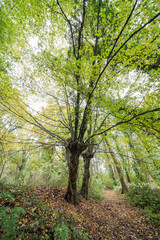 Autumn in the forest