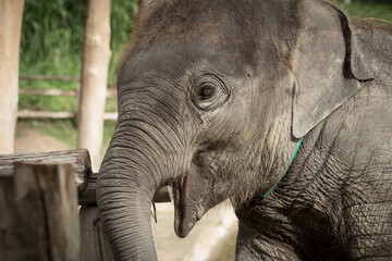 Close up young asian elephant