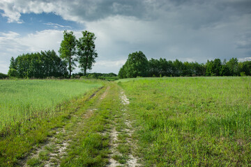 Ground road through fields, trees and grey clouds on the sky