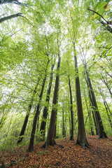 Autumn in the forest