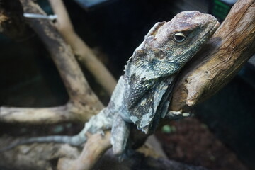 Frilled neck lizard