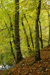 Fototapeta premium trees in the forest