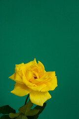 緑背景の黄色いバラ