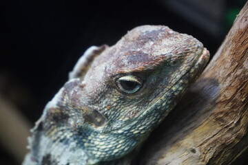 Frilled neck lizard