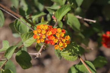 Lantana