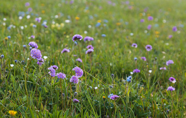 Cornflowers, mountains, summer