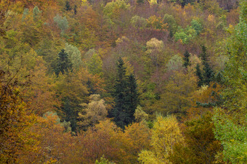 Fototapeta premium Fall colors, view of the trees with different colors in autumn. Horizontal.