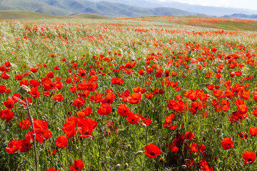 Fototapeta na wymiar Poppy field in the mountains