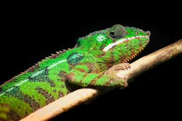 Caméléon