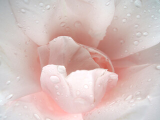 Soft dreamy image. Delicate floral background in pastel colors.  Macro texture of rose petals with raindrops. Florentine Rose in the garden