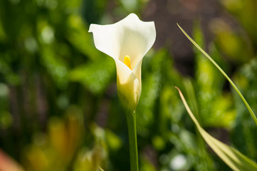Front side of white calla lily from close by