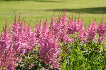 Pink False goat's beard flowers in the park