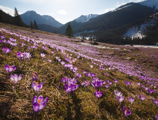 Spring in Tatra Mountains with crocuses in valley Chocholowska 