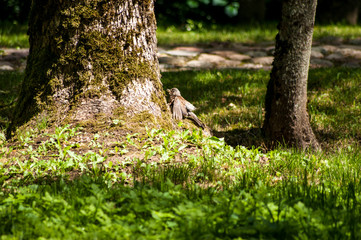 Small flycatcher bird singing and waving its wings