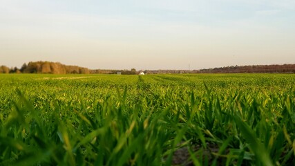 grass © Robert