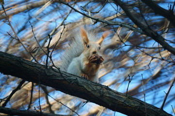 squirrel on tree