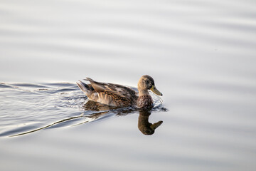 Duck swimming on a lake
