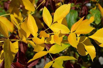 Yellow autumn leaves of ash maple close-up.