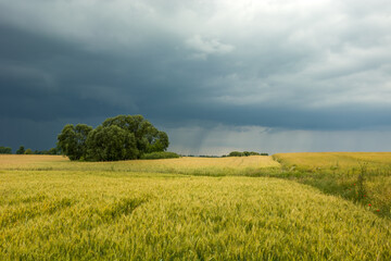 Field with grain, trees and cloudy rainy sky