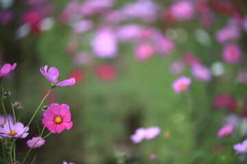 Fototapeta premium 日本に咲いているコスモス