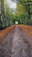 Naklejka premium road in the forest