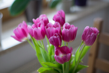 tulpe