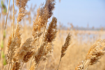 Fototapeta premium Closeup of a reed branch with the rest of the reed blurry in the background