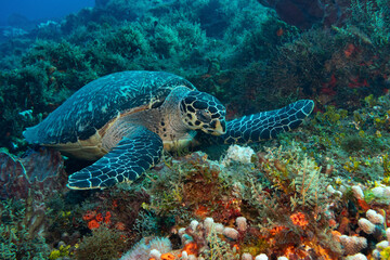 Naklejka na ściany i meble sea turtle on coral reef