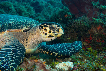 Naklejka na ściany i meble sea turtle on coral reef