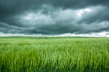 Dispersed ears of green barley, horizon and dark clouds