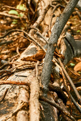 forest fire, burnt trees after forest fire. fallen tree because disaster fire forest effect