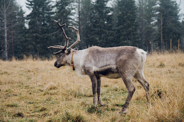 Great polar dears in the Finland farm near Lapland