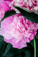 Bright pink peony on dark green background from leafs