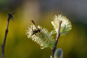 Obraz premium biene wespe