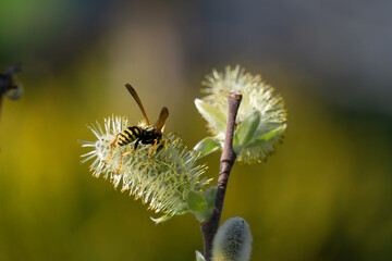 biene wespe