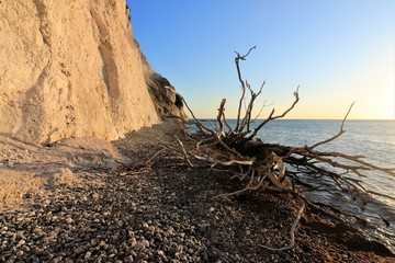 driftwood and pebbles beach at the island of Møn