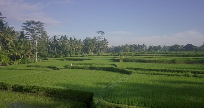 Aerial Drone View of Bali rice fields and patties in 4k on a bright sunny day in Indonesia. Views include Kerobokan, Ubud, Canggu, Seminyak and Tegalalang.